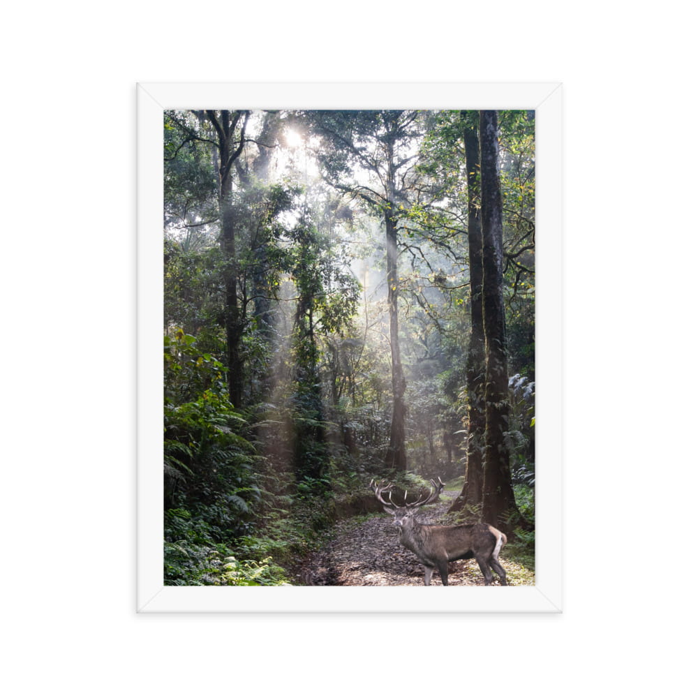 Sunlit Forest Deer Framed Artwork - ZumBuys